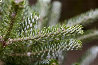 Abies koreana 'Silberlocke' - Koreatanne 'Silberlocke' Abies koreana 'Silberlocke' - Koreatanne 'Silberlocke'