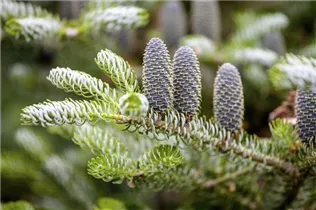 Abies koreana 'Silberlocke' - Koreatanne 'Silberlocke' Abies koreana 'Silberlocke' - Koreatanne 'Silberlocke'