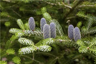 Abies koreana 'Silberlocke' - Koreatanne 'Silberlocke' Abies koreana 'Silberlocke' - Koreatanne 'Silberlocke'
