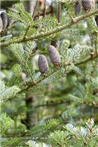 Abies koreana 'Silberlocke' - Koreatanne 'Silberlocke' Abies koreana 'Silberlocke' - Koreatanne 'Silberlocke'