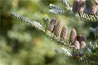 Abies koreana 'Silberlocke' - Koreatanne 'Silberlocke' Abies koreana 'Silberlocke' - Koreatanne 'Silberlocke'