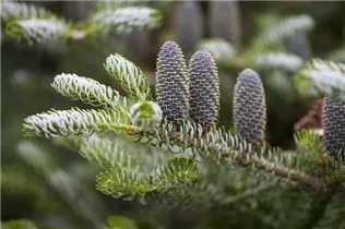 Abies koreana 'Silberlocke' - Koreatanne 'Silberlocke' Abies koreana 'Silberlocke' - Koreatanne 'Silberlocke'