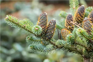 Abies koreana 'Silberlocke' - Koreatanne 'Silberlocke' Abies koreana 'Silberlocke' - Koreatanne 'Silberlocke'