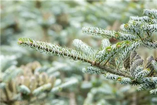 Abies koreana 'Silberlocke' - Koreatanne 'Silberlocke' Abies koreana 'Silberlocke' - Koreatanne 'Silberlocke'