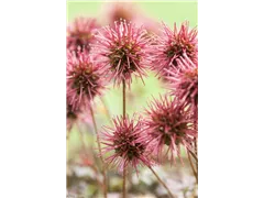 Acaena microphylla 'Kupferteppich' - Garten-Stachelnüsschen 'Kupferteppich' Acaena microphylla 'Kupferteppich' - Garten-Stachelnüsschen 'Kupferteppich'