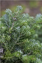 Abies koreana 'Silberperl' - Koreatanne 'Silberperl' Abies koreana 'Silberperl' - Koreatanne 'Silberperl'