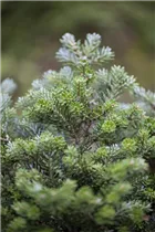 Abies koreana 'Silberperl' - Koreatanne 'Silberperl' Abies koreana 'Silberperl' - Koreatanne 'Silberperl'