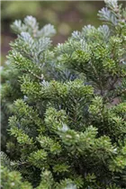 Abies koreana 'Silberperl' - Koreatanne 'Silberperl' Abies koreana 'Silberperl' - Koreatanne 'Silberperl'