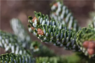 Abies koreana 'Silberperl' - Koreatanne 'Silberperl' Abies koreana 'Silberperl' - Koreatanne 'Silberperl'