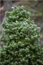 Abies koreana 'Silberzwerg' - Koreatanne 'Silberzwerg' Abies koreana 'Silberzwerg' - Koreatanne 'Silberzwerg'
