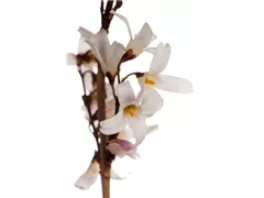 Abeliophyllum distichum - Weiße Forsythie Abeliophyllum distichum - Weiße Forsythie