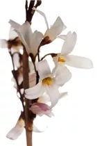 Abeliophyllum distichum - Weiße Forsythie Abeliophyllum distichum - Weiße Forsythie