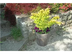 Acer palmatum 'Aureum' - Goldgelber Fächerahorn 'Aureum' Acer palmatum 'Aureum' - Goldgelber Fächerahorn 'Aureum'