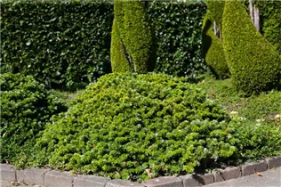 Abies koreana 'Tundra' - Koreatanne 'Tundra' Abies koreana 'Tundra' - Koreatanne 'Tundra'