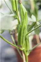 Abelmoschus esculentus - Okra Abelmoschus esculentus - Okra