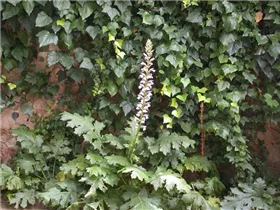 Acanthus mollis - Weiche Bärentatze Acanthus mollis - Weiche Bärentatze