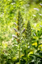Acanthus mollis - Weiche Bärentatze Acanthus mollis - Weiche Bärentatze