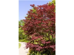 Acer palmatum 'Beni-komachi' - Fächerahorn 'Beni-komachi' Acer palmatum 'Beni-komachi' - Fächerahorn 'Beni-komachi'