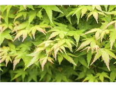 Acer palmatum 'Bi-hoo' - Fächerahorn 'Bi-hoo' Acer palmatum 'Bi-hoo' - Fächerahorn 'Bi-hoo'