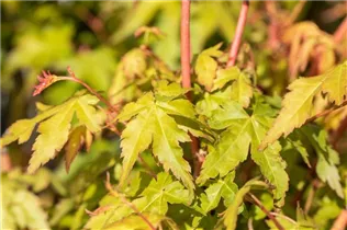 Acer palmatum 'Bi-hoo' - Fächerahorn 'Bi-hoo' Acer palmatum 'Bi-hoo' - Fächerahorn 'Bi-hoo'