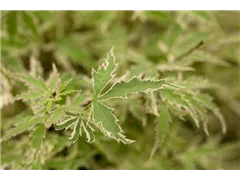 Acer palmatum 'Butterfly' - Fächerahorn 'Butterfly' Acer palmatum 'Butterfly' - Fächerahorn 'Butterfly'