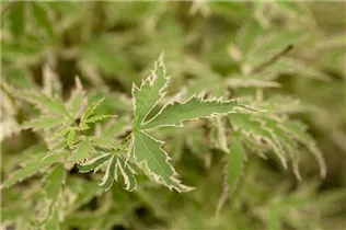 Acer palmatum 'Butterfly' - Fächerahorn 'Butterfly' Acer palmatum 'Butterfly' - Fächerahorn 'Butterfly'