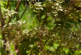 Acer palmatum 'Butterfly' - Fächerahorn 'Butterfly' Acer palmatum 'Butterfly' - Fächerahorn 'Butterfly'