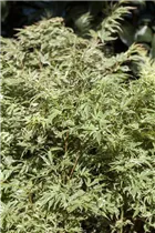 Acer palmatum 'Butterfly' - Fächerahorn 'Butterfly' Acer palmatum 'Butterfly' - Fächerahorn 'Butterfly'