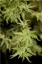 Acer palmatum 'Butterfly' - Fächerahorn 'Butterfly' Acer palmatum 'Butterfly' - Fächerahorn 'Butterfly'