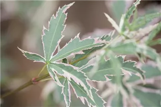 Acer palmatum 'Butterfly' - Fächerahorn 'Butterfly' Acer palmatum 'Butterfly' - Fächerahorn 'Butterfly'