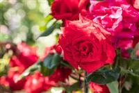 - Mit Rosen den Garten in ein Blumen-Königreich verwandeln  - Mit Rosen den Garten in ein Blumen-Königreich verwandeln