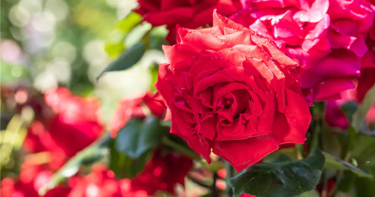  - Mit Rosen den Garten in ein Blumen-Königreich verwandeln