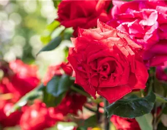 Mit Rosen den Garten in ein Blumen-Königreich verwandeln