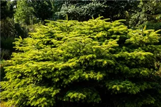 Abies nordmanniana 'Barabit´s Compact' - Zwerg-Nordmannstanne 'Barabit´s Compact' Abies nordmanniana 'Barabit´s Compact' - Zwerg-Nordmannstanne 'Barabit´s Compact'