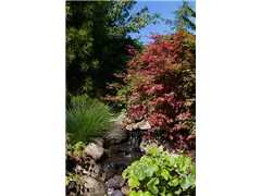Acer palmatum 'Corallinum' - Fächerahorn 'Corallinum' Acer palmatum 'Corallinum' - Fächerahorn 'Corallinum'