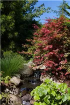Acer palmatum 'Corallinum' - Fächerahorn 'Corallinum' Acer palmatum 'Corallinum' - Fächerahorn 'Corallinum'