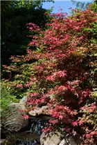Acer palmatum 'Corallinum' - Fächerahorn 'Corallinum' Acer palmatum 'Corallinum' - Fächerahorn 'Corallinum'