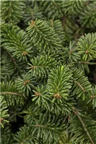 Abies balsamea 'Nana' - Niedere Balsamtanne 'Nana' Abies balsamea 'Nana' - Niedere Balsamtanne 'Nana'