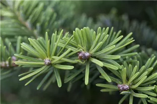 Abies balsamea 'Nana' - Niedere Balsamtanne 'Nana' Abies balsamea 'Nana' - Niedere Balsamtanne 'Nana'