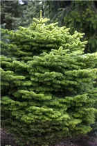 Abies nordmanniana 'Golden Spreader' - Nordmannstanne 'Golden Spreader' Abies nordmanniana 'Golden Spreader' - Nordmannstanne 'Golden Spreader'