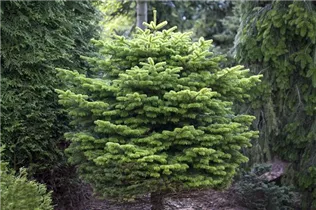 Abies nordmanniana 'Golden Spreader' - Nordmannstanne 'Golden Spreader' Abies nordmanniana 'Golden Spreader' - Nordmannstanne 'Golden Spreader'
