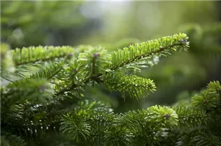 Abies nordmanniana 'Golden Spreader' - Nordmannstanne 'Golden Spreader' Abies nordmanniana 'Golden Spreader' - Nordmannstanne 'Golden Spreader'