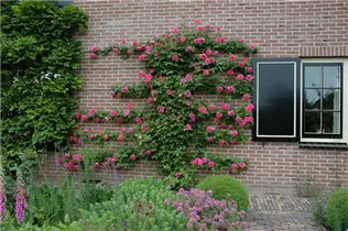 Kletterrose - Kletterrose Kletterrose - Kletterrose