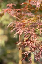 Acer palmatum 'Crimson Princess' - Fächerahorn 'Crimson Princess' Acer palmatum 'Crimson Princess' - Fächerahorn 'Crimson Princess'
