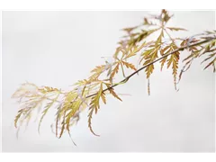 Acer palmatum 'Crimson Queen' - Roter Schlitzahorn 'Crimson Queen' Acer palmatum 'Crimson Queen' - Roter Schlitzahorn 'Crimson Queen'