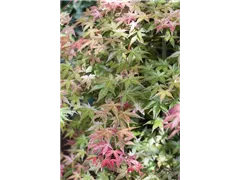 Acer palmatum 'Deshojo' - Rotaustreibender Fächerahorn 'Deshojo' Acer palmatum 'Deshojo' - Rotaustreibender Fächerahorn 'Deshojo'