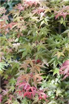 Acer palmatum 'Deshojo' - Rotaustreibender Fächerahorn 'Deshojo' Acer palmatum 'Deshojo' - Rotaustreibender Fächerahorn 'Deshojo'