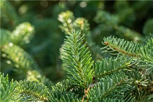 Abies cephalonica 'Meyer´s Dwarf' - Griechische Tanne 'Meyer´s Dwarf' Abies cephalonica 'Meyer´s Dwarf' - Griechische Tanne 'Meyer´s Dwarf'