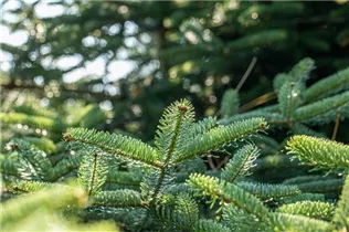 Abies cephalonica 'Meyer´s Dwarf' - Griechische Tanne 'Meyer´s Dwarf' Abies cephalonica 'Meyer´s Dwarf' - Griechische Tanne 'Meyer´s Dwarf'