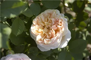Englische Rosen - Englische Rose Englische Rosen - Englische Rose